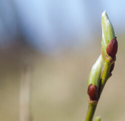 Young leaves on the branches. Fresh leaves on a tree. Spring forest.