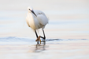 Little Egret (Egretta garzetta)