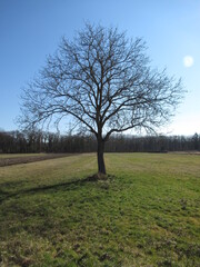 Baum auf einer Wiese