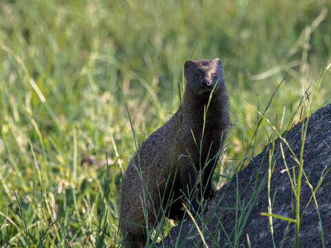 Mongoose in its natural environment.