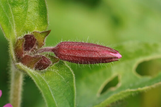 Closeup on a hairy , fresh emerging red catchfly flower bud , Siliene diocia