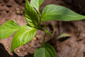 Hoja de planta de pimiento