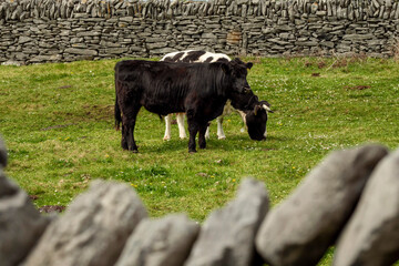 Two cows on a green grass field. Agriculture and farming industry. Inisheer, Aran island, county Galway, Ireland. Stone fence in the background.