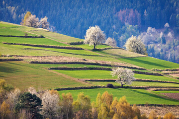 Spring rural landscape motif. Flowering fruit trees, fields and grassy meadows in the hilly countryside. The Hrinova village in Slovakia, Europe. © Viliam