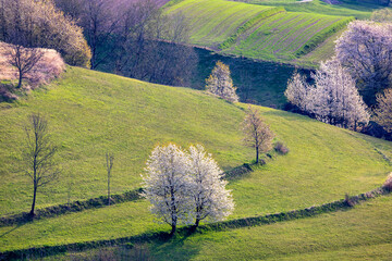 Spring rural landscape motif. Flowering fruit trees, fields and grassy meadows in the hilly countryside. The Hrinova village in Slovakia, Europe. © Viliam