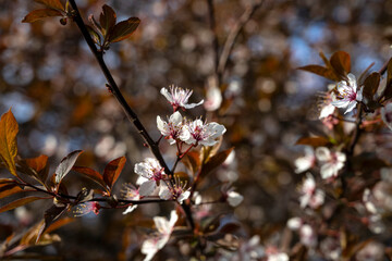 Blooming cherry. Chinese cherry. Cherry flower. Beautiful flower. Plum flower. Almond flower