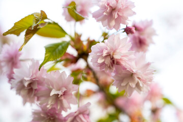 Sakura flower in bloom. Bokeh and flower. Flower