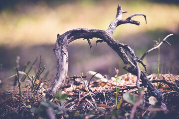 Old dry tree roots. Selective focus.
