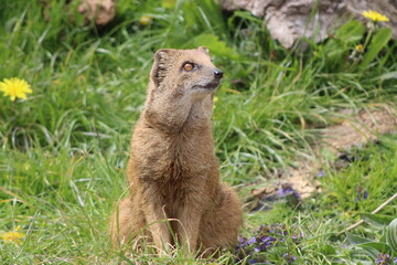Yellow Mongoose