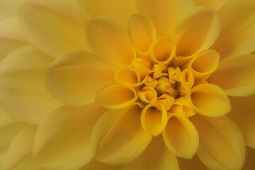 Beautiful close up photograph of yellow dahlia flower.