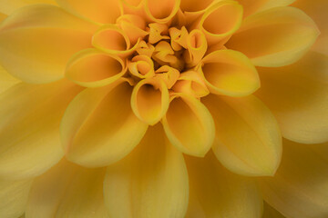 Beautiful close up photograph of yellow dahlia flower.