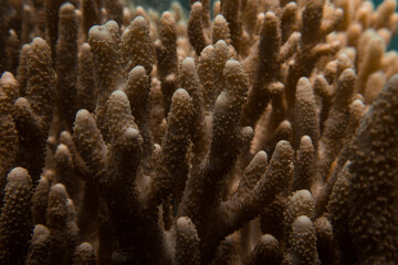 Naklejka na ściany i meble Underwater coral
