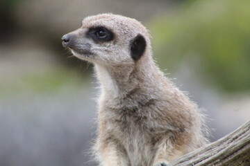 meerkat on guard duty