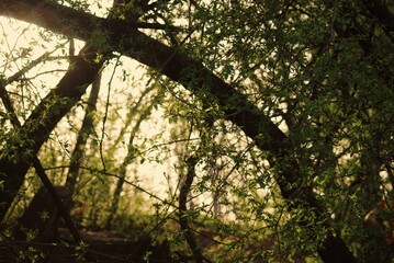 sun shining through trees