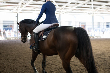 Horses