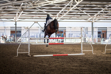 Horses