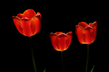 Fototapeta premium Red tulips on nature background