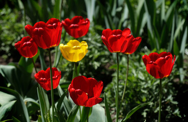 Red tulips on nature background