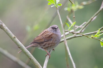 Dunnock on a branch