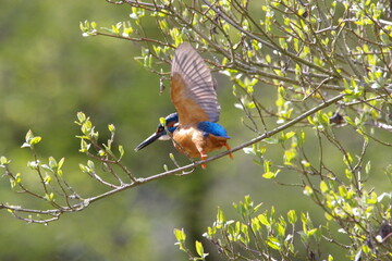 Kingfisher taking flight
