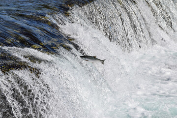 Salmon jumping upstream in river, Katmai National Park, Alaska, USA