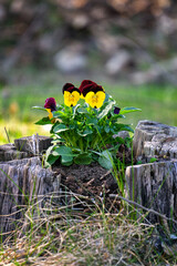 Multi-colored yellow and burgundy pansies are planted in an old stump.