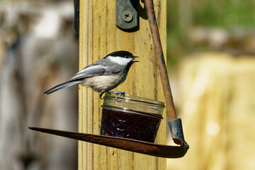 Birds getting something to eat at our feeders on our deck in Windsor in Upstate NY.  Chickadee eating grape jelly.