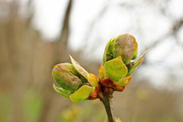 First spring buds on tree branch ready to blossom into leaves to begin photosynthesis.