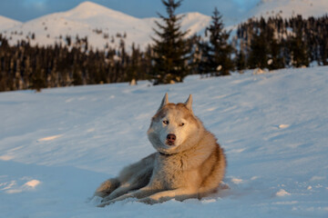 Close-up portrait of adorable siberian husky dog lying on the snow in the Carpathians mountains at sunset, Ukraine