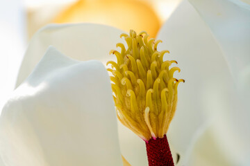 Magnolia and pollination, Closeup to Fallen of pollination stamens . Flower images.