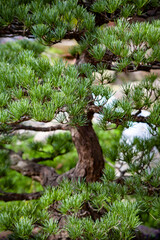Close up of a bonsai 