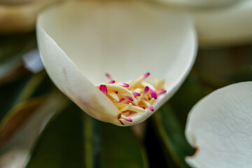 Magnolia and pollination, Closeup to Fallen of pollination stamens . Flower images.