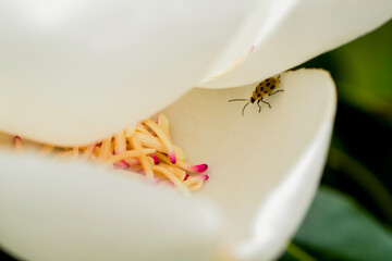 Magnolia and pollination, Closeup to Fallen of pollination stamens with ladybug. Flower images.