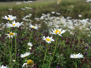 field of daisies