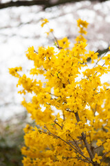 yellow flowers on the tree
