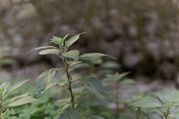 detail of a seedling