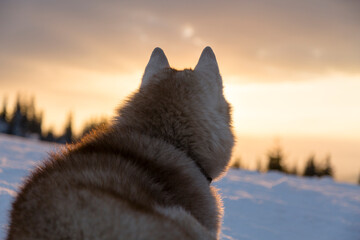 Back portrait of furry Siberian Husky dog sitting in the forest on winter snowy day in the mountains at sunset.