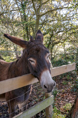 Cute brown donkey with head over wooden fence. Curious animal in field. Lonely mule seeking attention. 