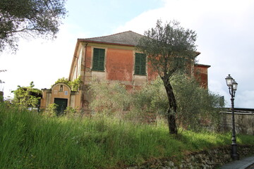 Italian house and olive tree | San Salvatore in Liguria, Italian Riviera