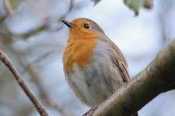 robin on a branch
