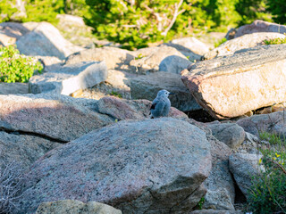 Cute Clark's nutcracker standing on a rock