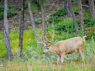 Close up shot of a wild deer walking around