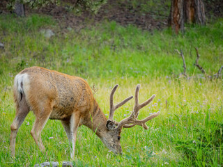 Close up shot of a wild deer walking around