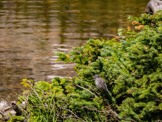 Cute Dark-eyed junco standing on a branch