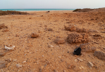 Isola di Zabargard, spiaggia con resti di barriera corallina fossile e conchiglie