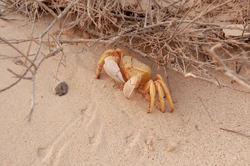 Granchio fantasma, Ocypode quadrata, sulla sabbia