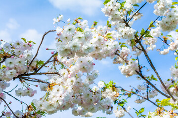 Cerisier japonais à fleurs blanches 