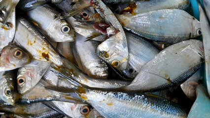 Fresh seafood, group of raw fishes for sale