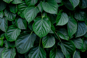 Dark green leaves background of Hydrangea macrophylla, Beautiful leaf pattern texture, Nature background, A species of flowering plant in the family Hydrangeaceae.
