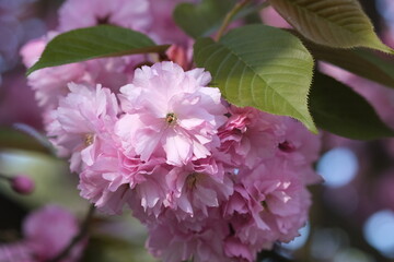 Pink Cherry Blossom. Macro selective focus. Blurred background. Pink sakura blossom petals close up selective focus.